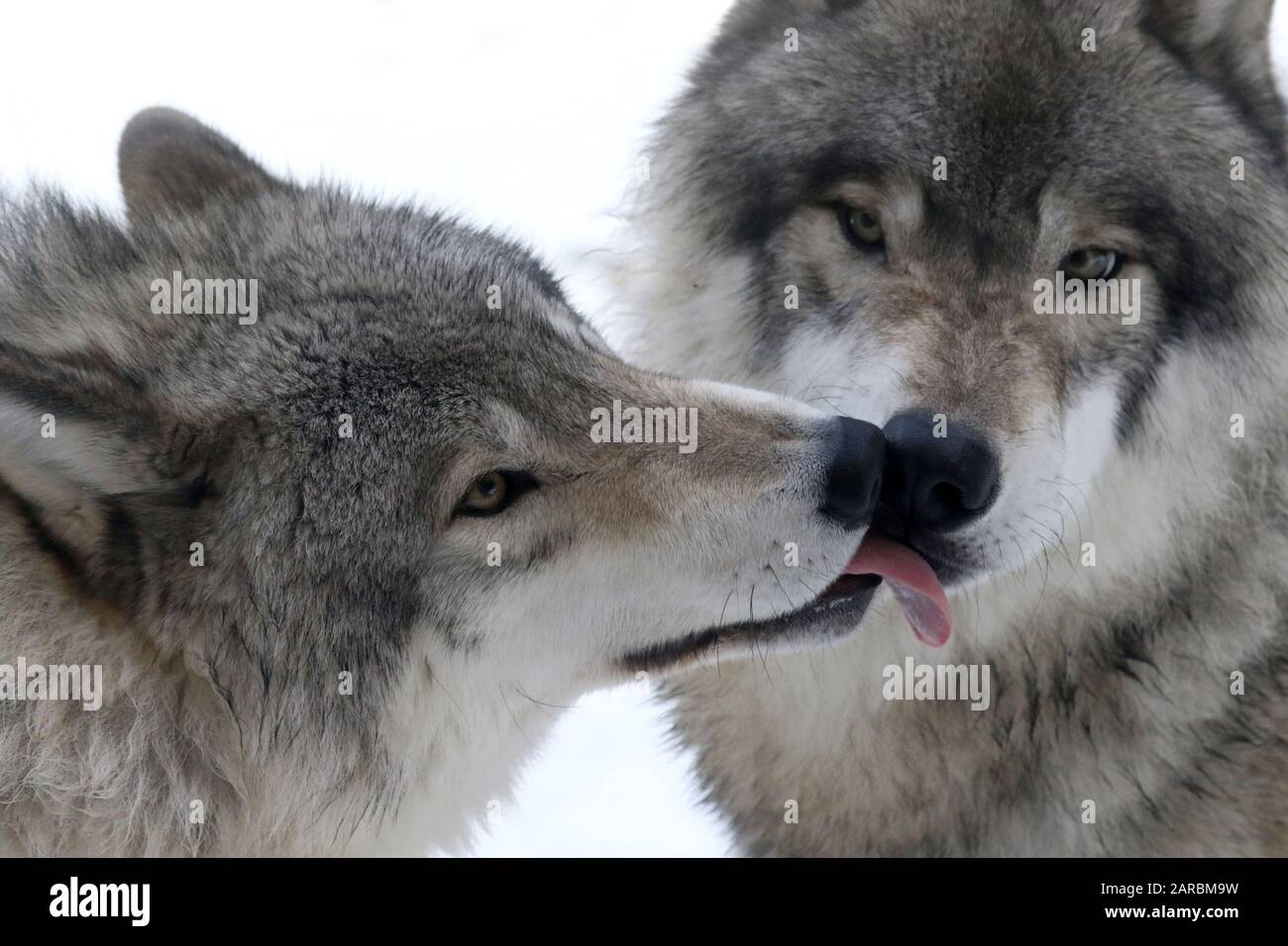 Canus Lupus Timber Wolves Stockfoto