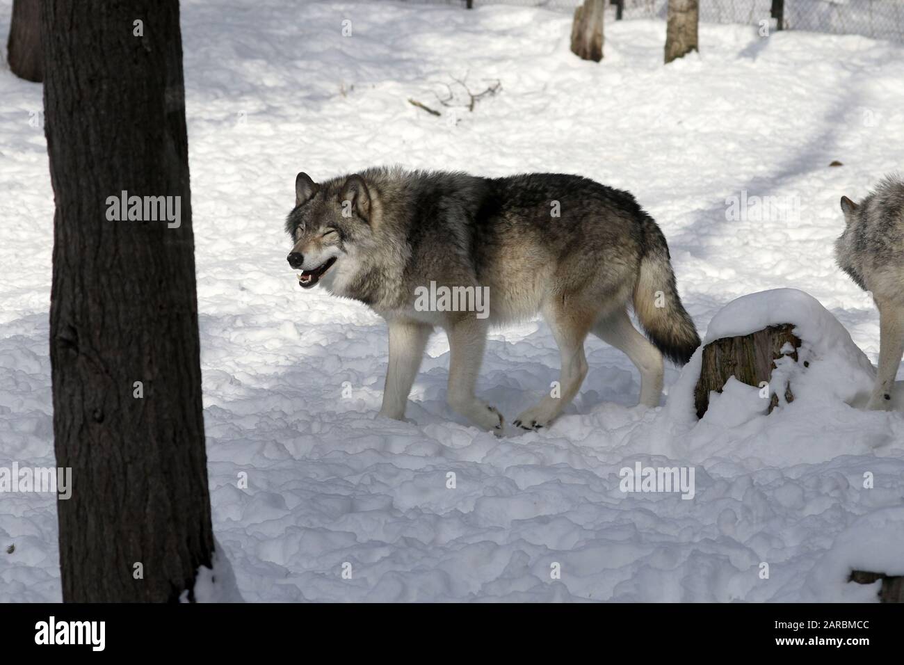 Canus Lupus Timber Wolves Stockfoto