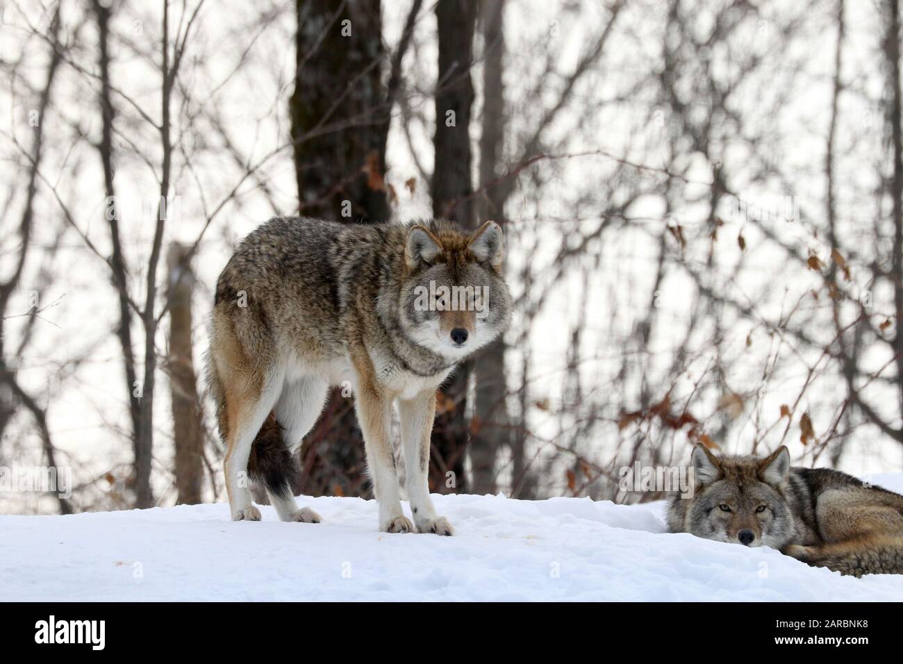 Coyote im Winter im Wald Stockfoto