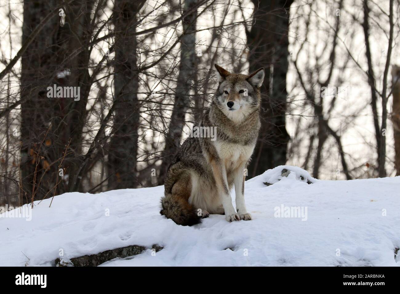 Coyote im Winter im Wald Stockfoto
