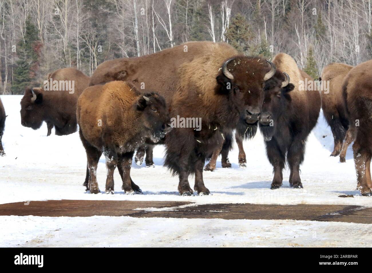 North American Bison Stockfoto