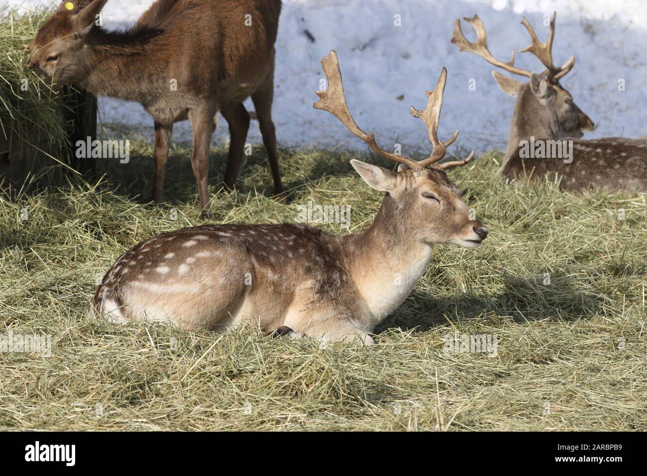 Damhirsch Stockfoto