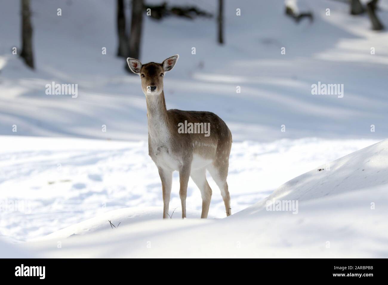 Damhirsch Stockfoto