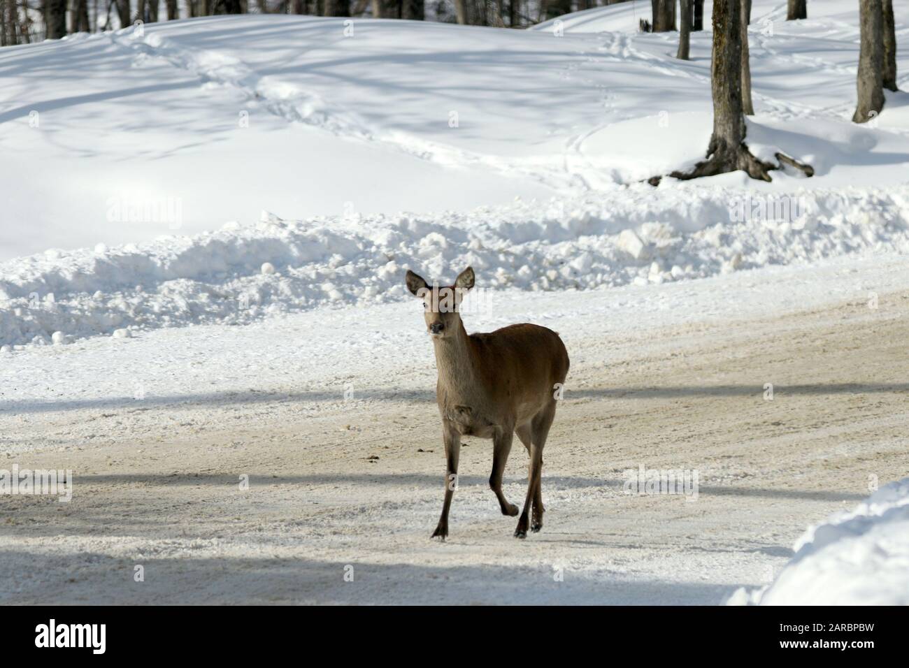Elk doe trottet die Straße hinunter Stockfoto