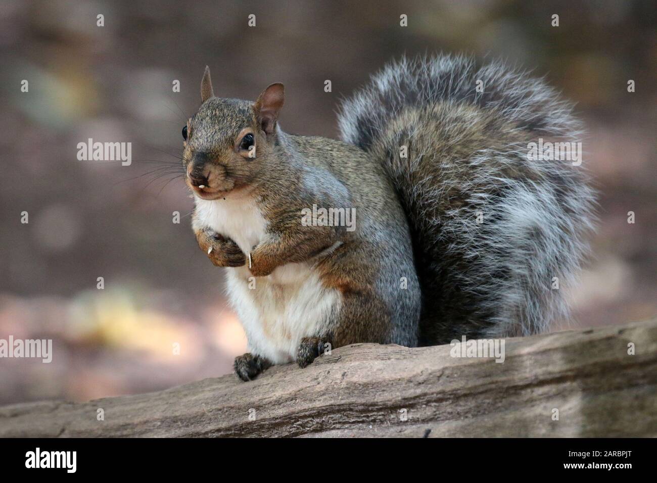 Graue Eichhörnchen auf Ast Stockfoto