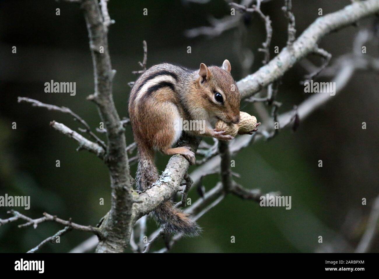 Chipmunk mit Erdnusszweig Stockfoto