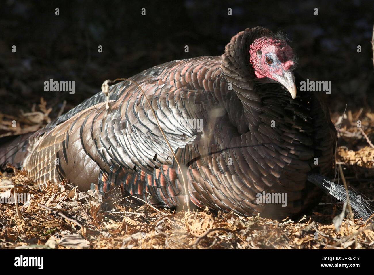 Wilde Truthahnhennen im Wald Stockfoto