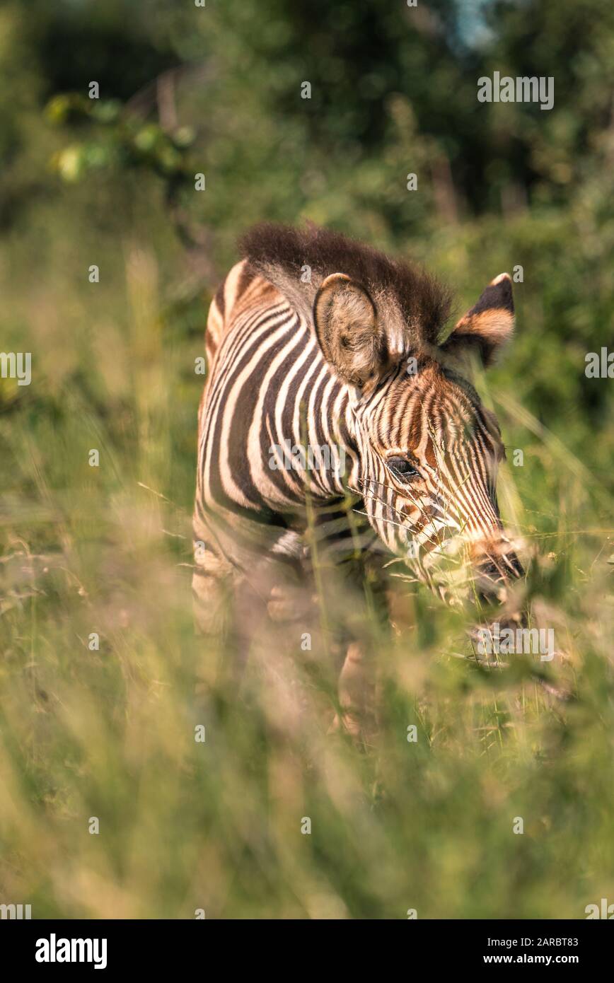 Baby Zebra in der Savanne Afrikas, Kruger Nationalpark Stockfoto