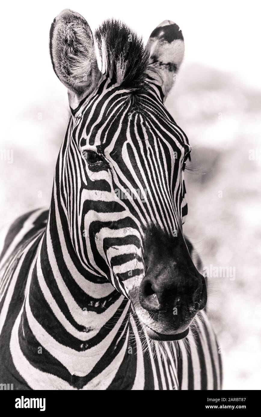 Zebra Schwarz-Weiß in der afrikanischen Wildnis, Kruger National Park ZA Stockfoto