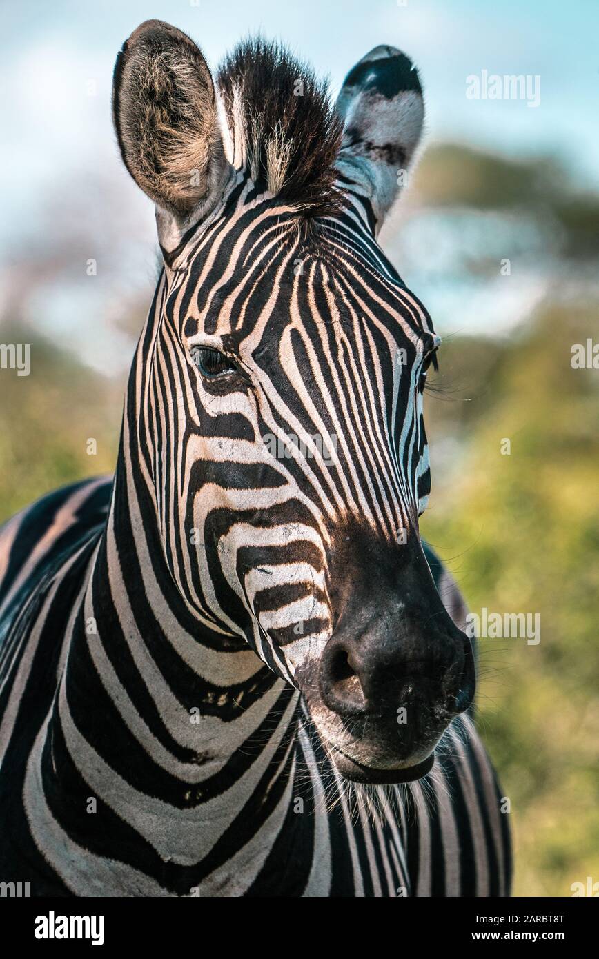 Zebra in der afrikanischen Wildnis, Kruger National Park, Farbe Stockfoto