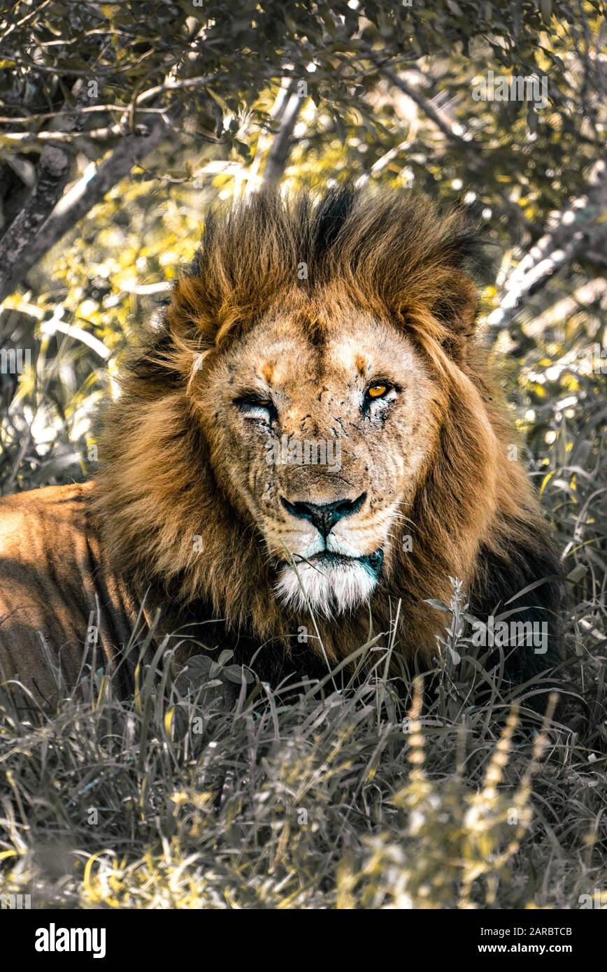 Männlicher Löwe mit Narben ruht in der südafrikanischen Wildnis im Kruger National Park Stockfoto