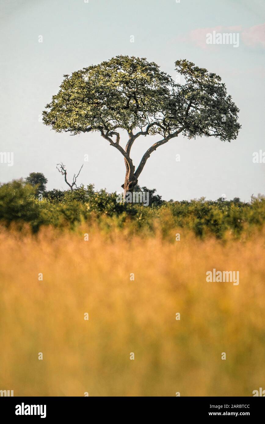 Single Tree in der afrikanischen Wildnis, Kruger National Park Stockfoto