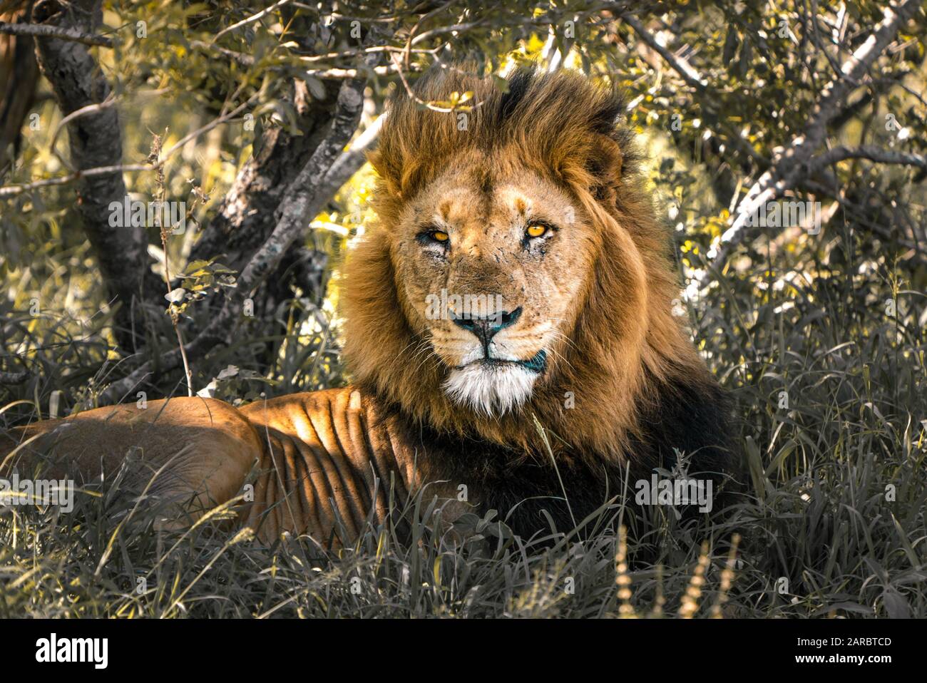 Der männliche Löwe, der König der Tierwelt, ruht in der Wildnis der Afrikaner im Kruger National Park Stockfoto