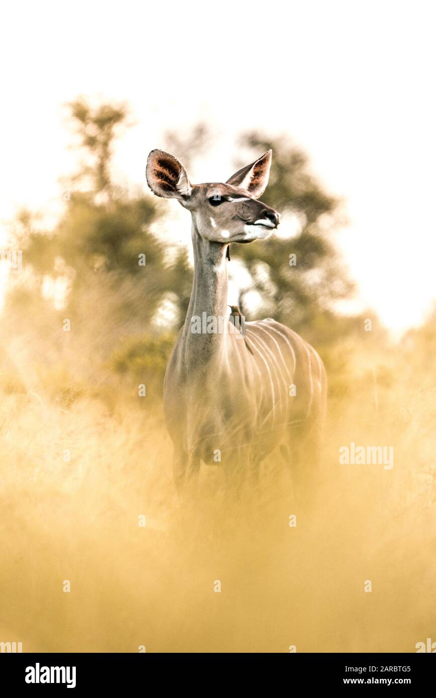 Weibliches Kudu in magischer Atmosphäre in der afrikanischen Wildnis, Kruger National Park Stockfoto