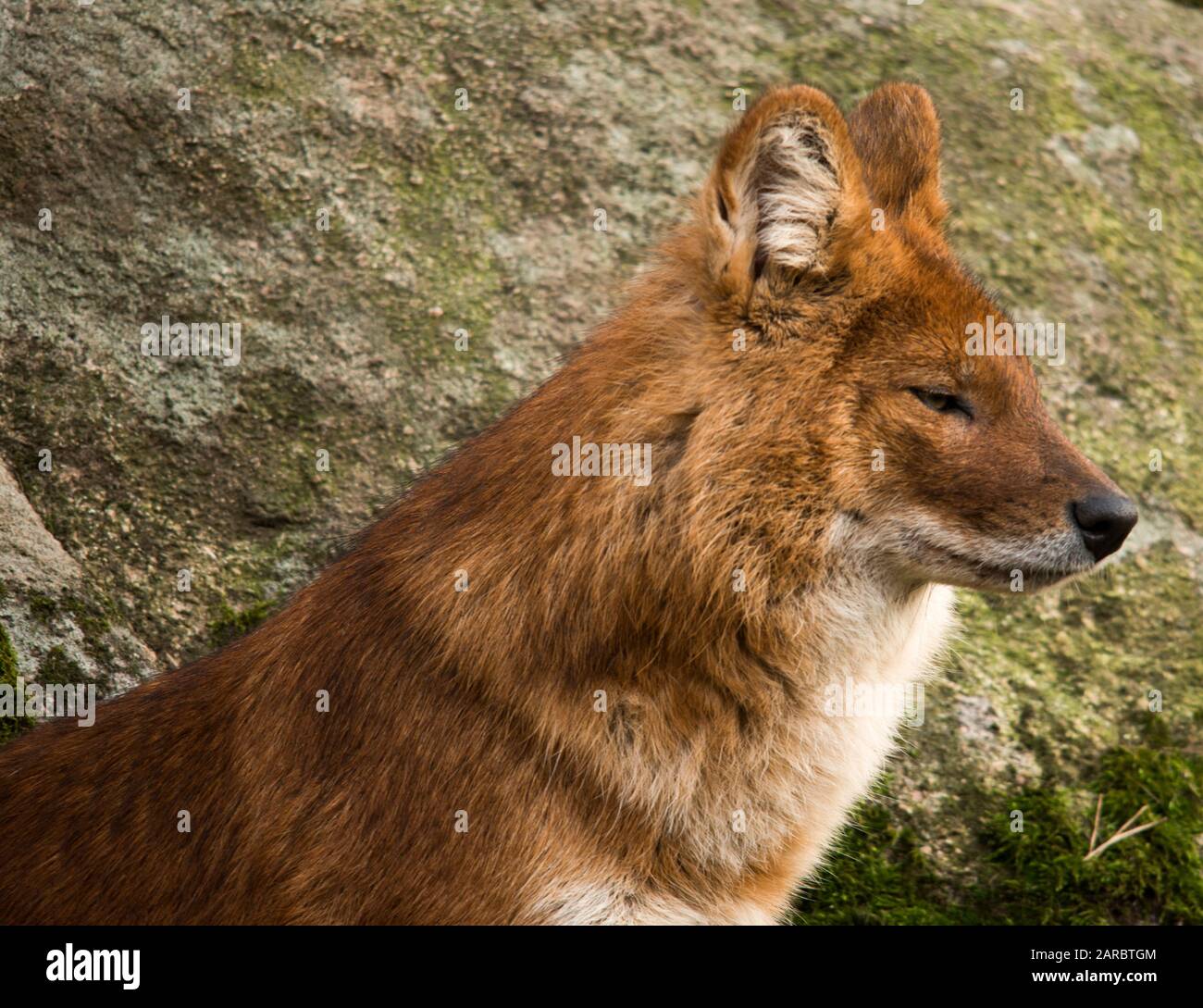 Das Dhole /doʊl/ (Cuon alpinus) ist ein Kanid, das in Zentral-, Süd- und Südostasien heimisch ist. Weitere englische Bezeichnungen für die Art sind der asiatische Wildhund, A Stockfoto