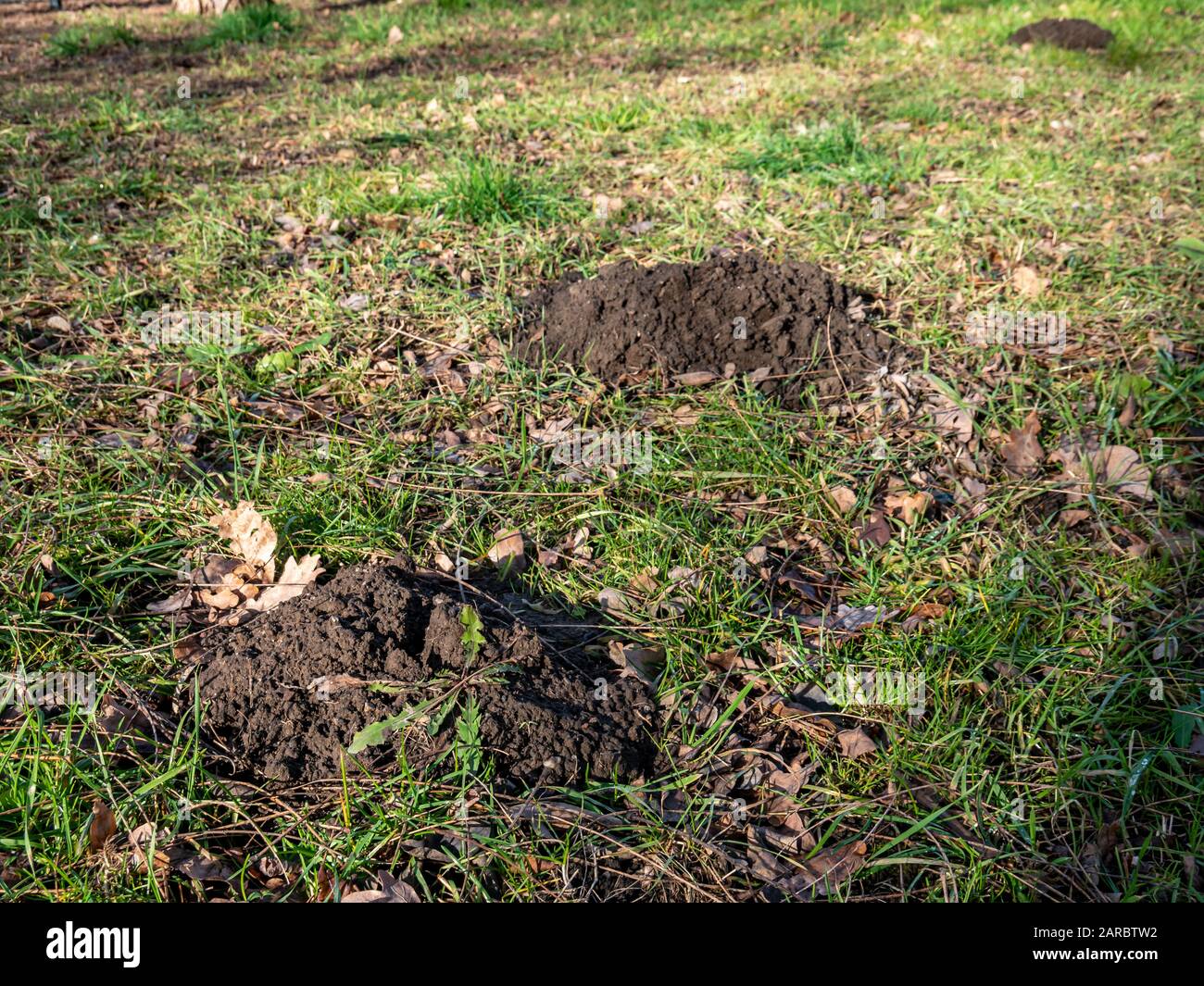 Viele Molehügel auf einer Wiese Stockfoto