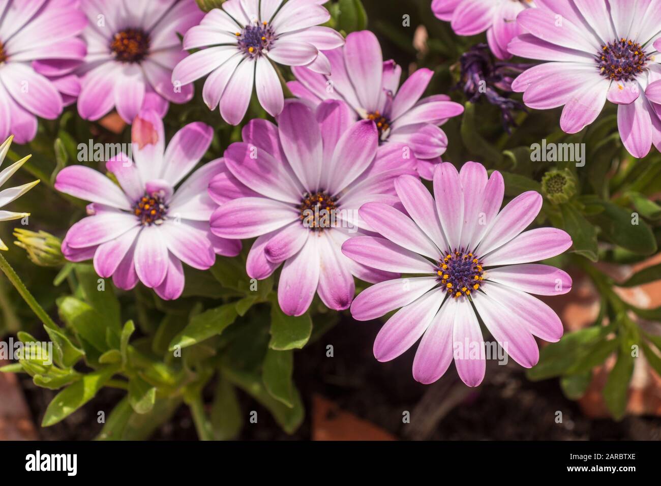 Dimorphotheca ecklonis, blau-weiß Daisybush, Stockfoto