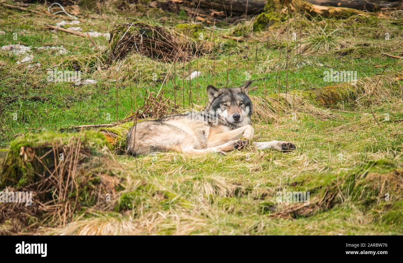 Wolf, Canis lupus, grauer Wolf, Stockfoto