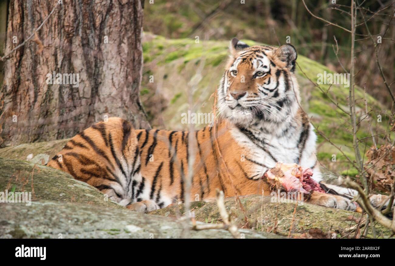 Tiger-Schweden-Tiger (Panthera tigris) Stockfoto