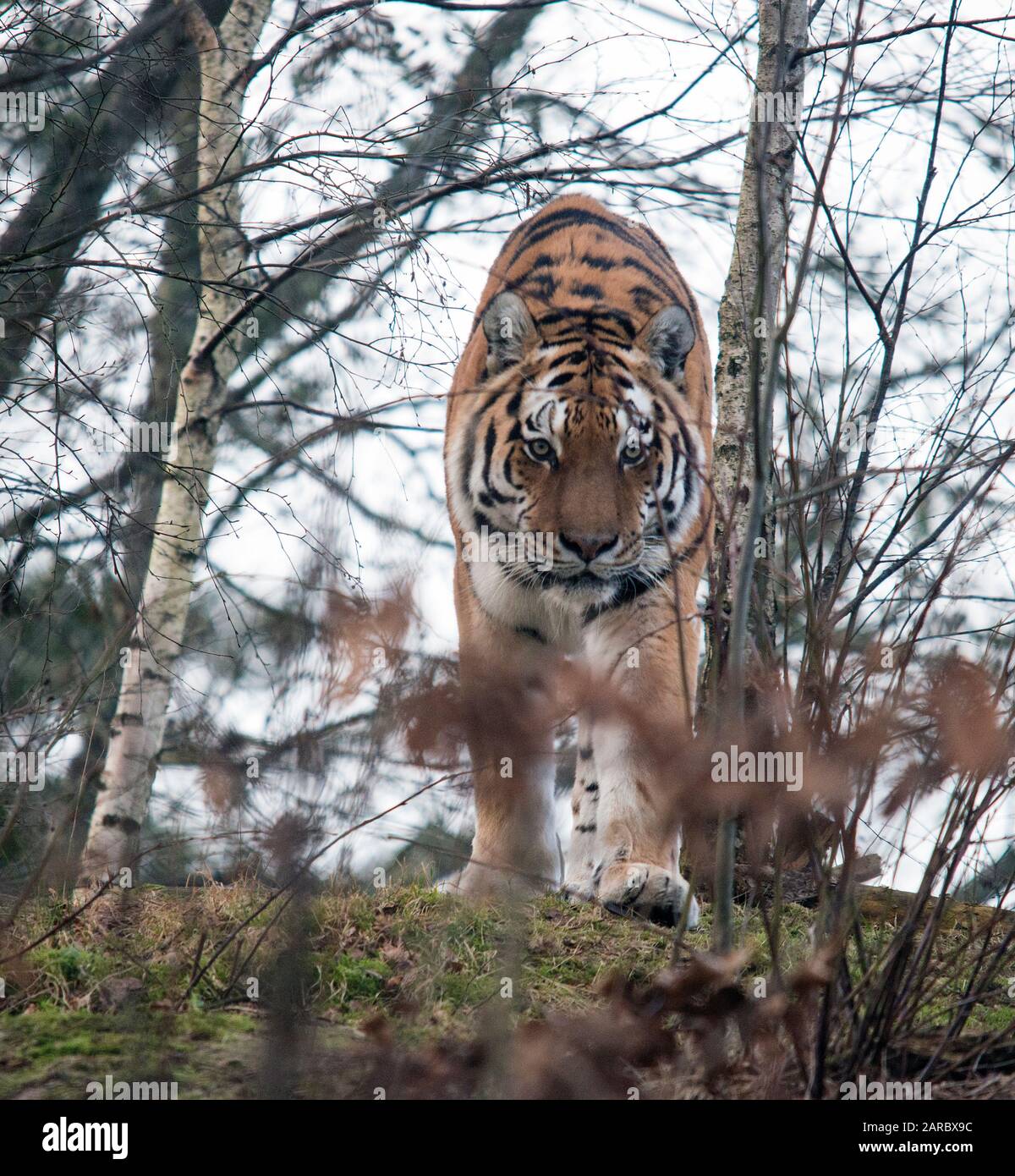 Tiger-Schweden-Tiger (Panthera tigris) Stockfoto