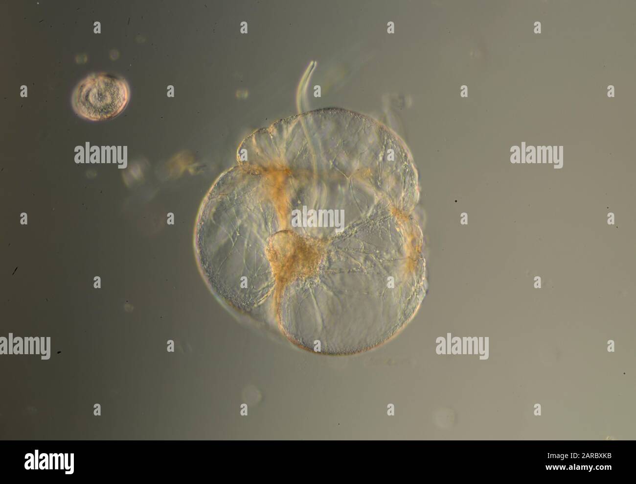 Mikro, Mikroskop, Instrument, Mikroskopie, Wissenschaft, Untersuchen, kleine Objekte, Strukturen, klein, Mikrogramm, Codierung, Zeichen, Sätze, SI-Präfix, Stockfoto