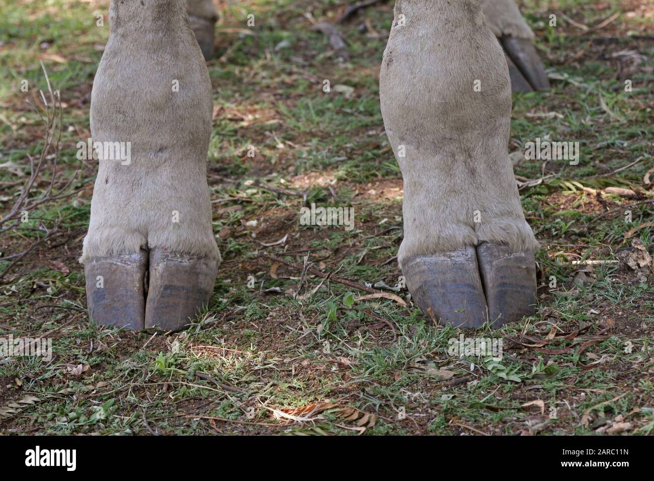 Giraffe Nahaufnahme, Lion & Safari Park, Gauteng, Südafrika. Stockfoto