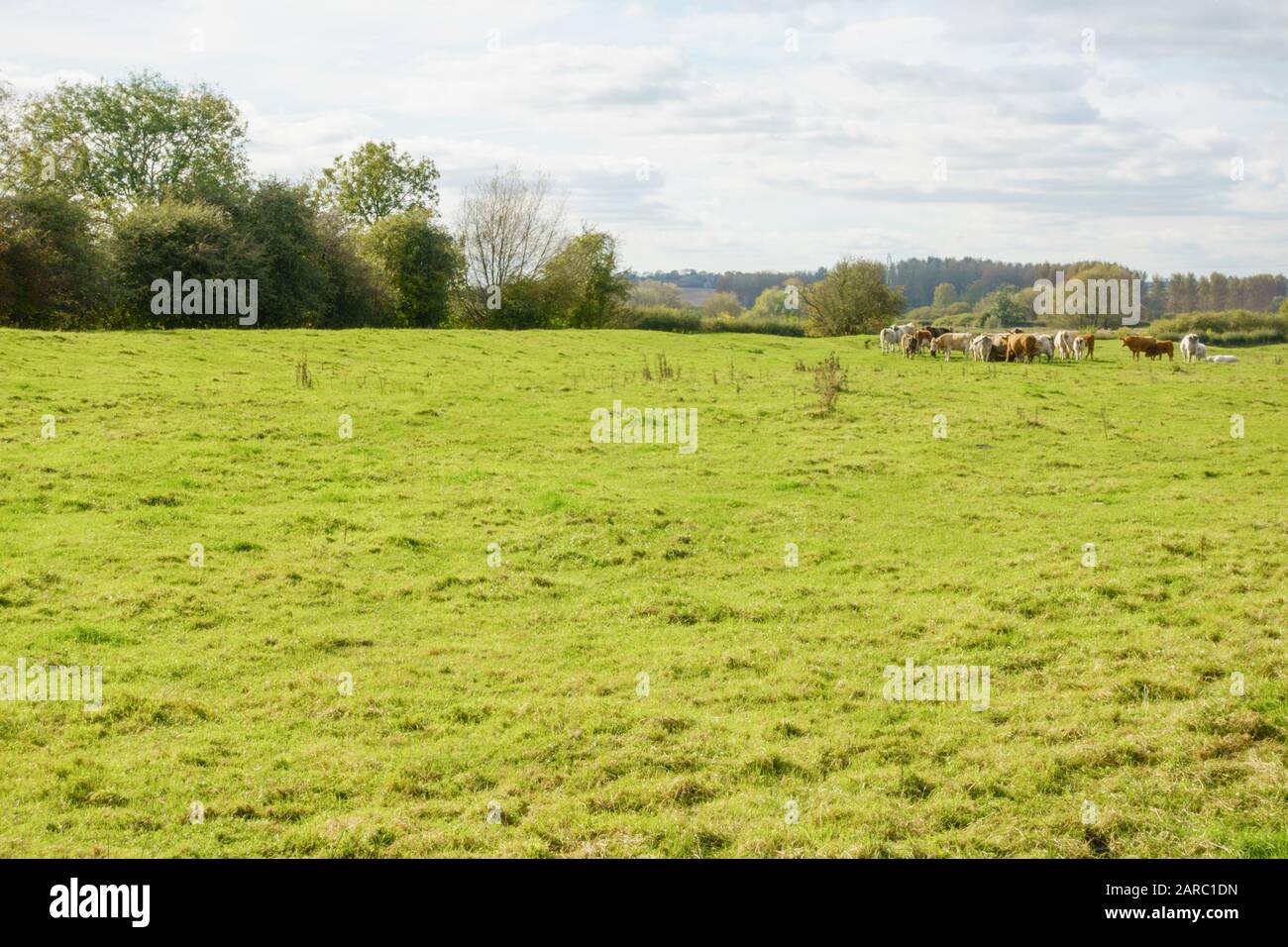 Herde von Milchkühen, die auf üppiger Wiese grasen. England Großbritannien Stockfoto