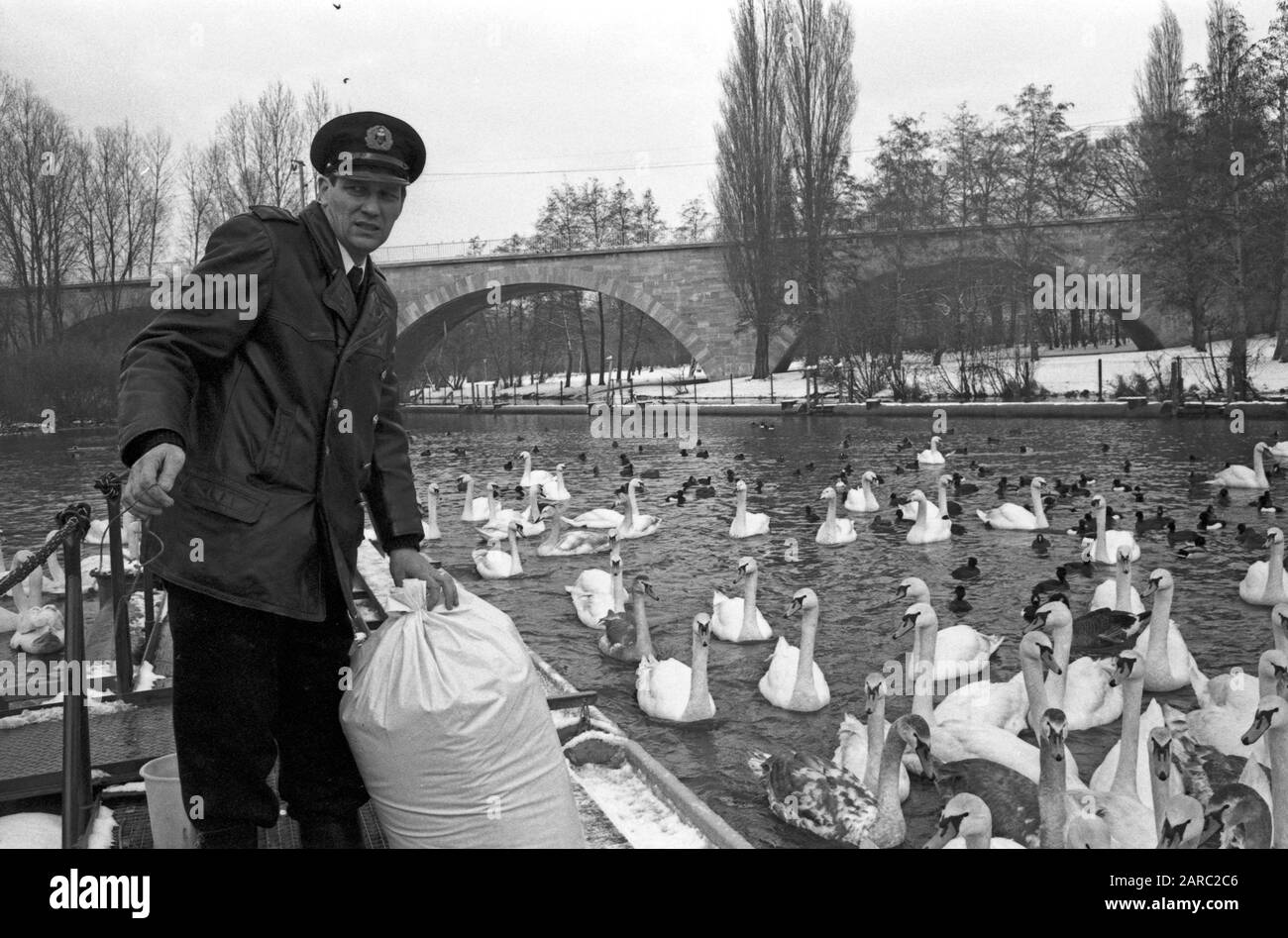 Der Schwanenvater Harald Niess kümmert sich um die Alsterschwäne in Hamburg, Deutschland 1970er Jahre. Stockman Harald Niess, genannt "Schwanenvater", füttert und kümmert sich um die Schwäne der Alster in Hamburg in den 1970er Jahren. Stockfoto