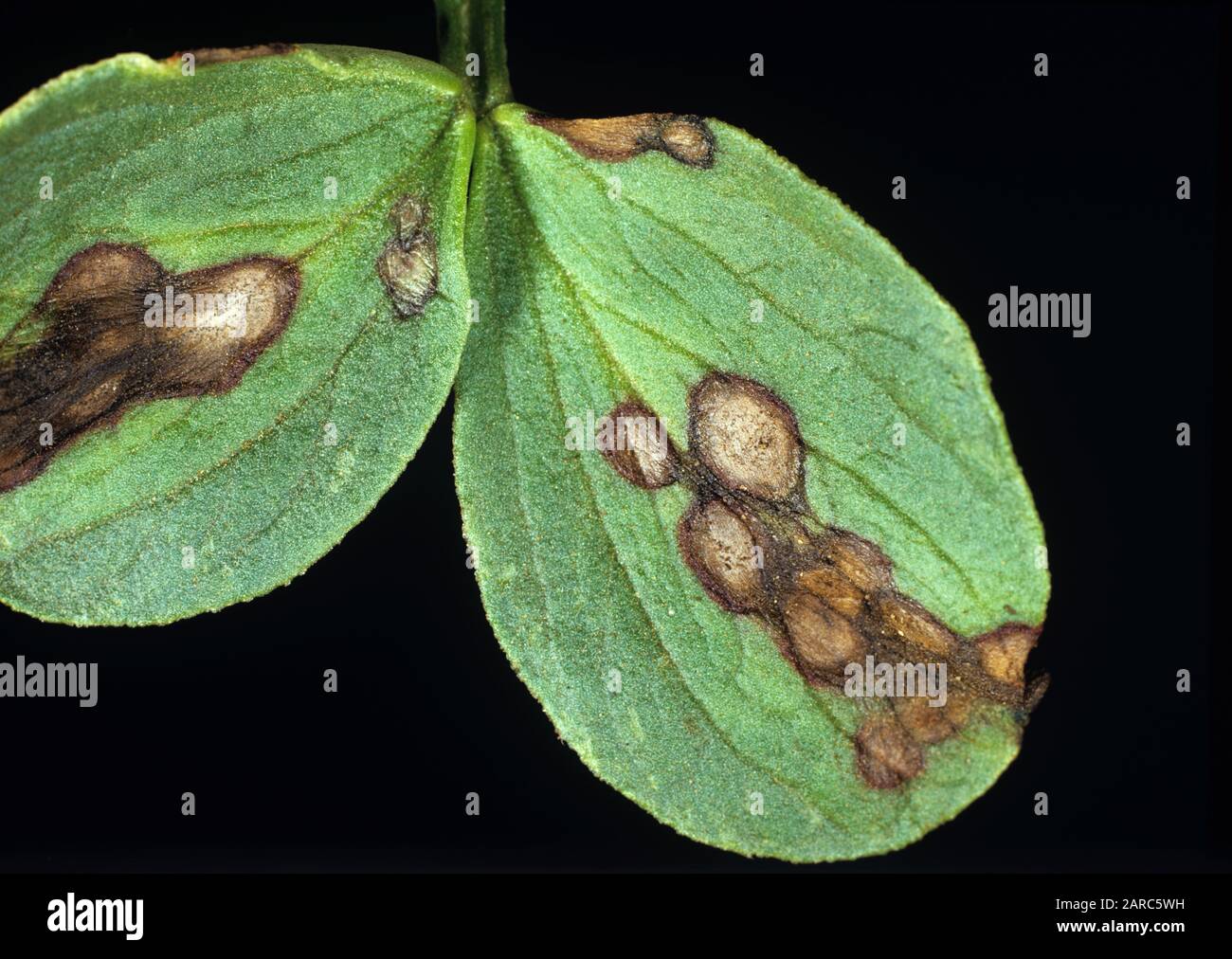 Blattfleck (Ascochyta fabae) ernten Pilzerkrankungen an einem Feldbohnenblatt (Vicia faba) Stockfoto