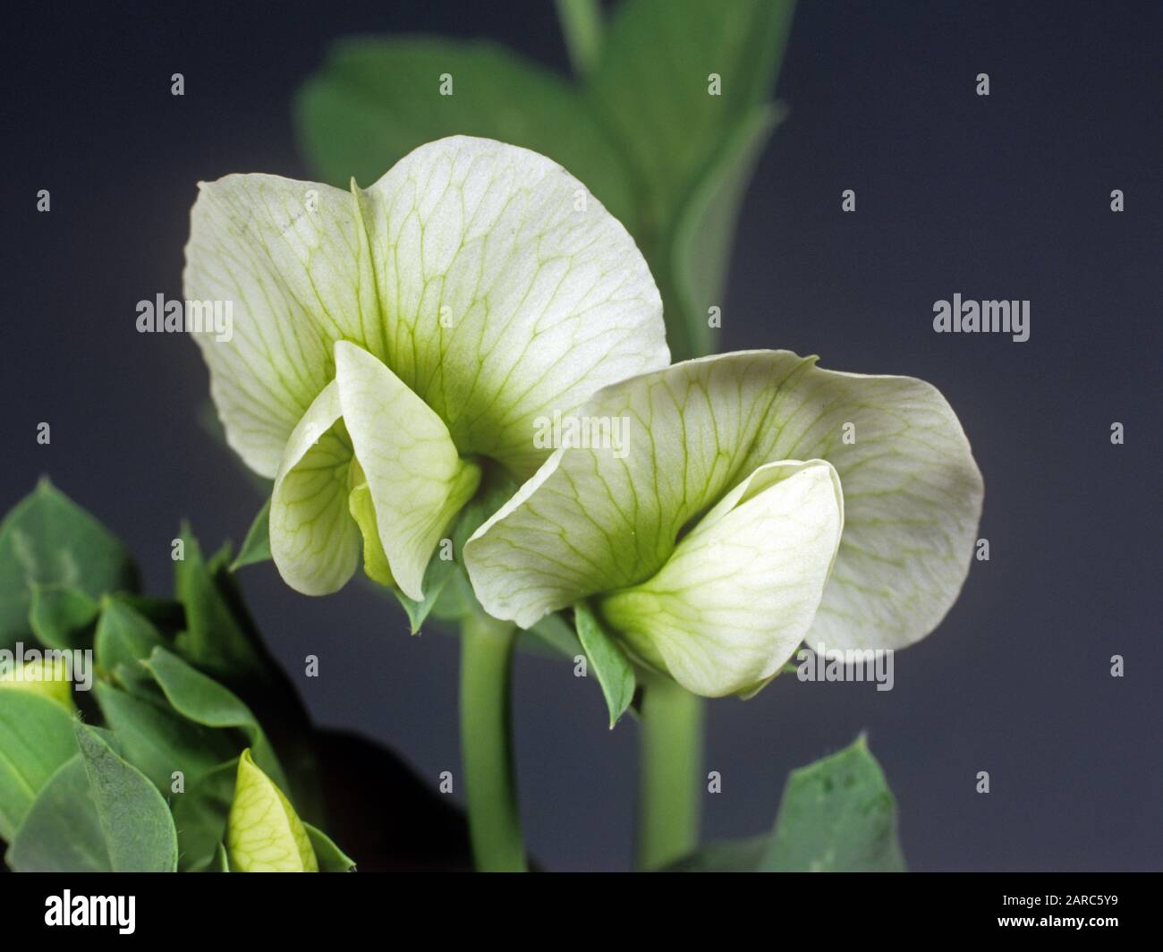 Blätter und weiße Blüte mit fünf Kronblättern und Grünvenation einer Erbse (Pisum sativum) Stockfoto