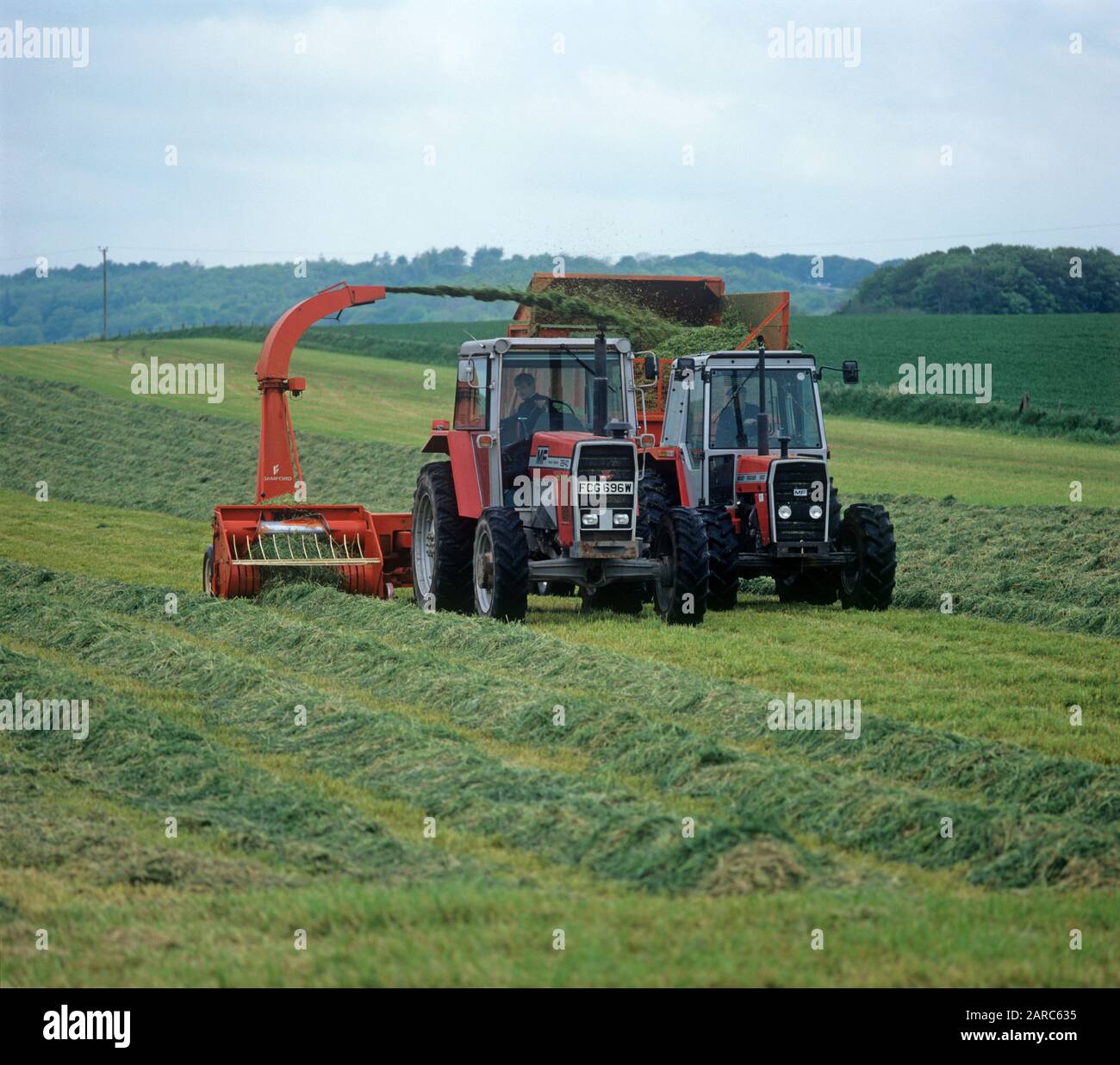 Massey Ferguson-Traktoren und das Forager-Sammeln schnitten Gras in Reihen und entleeren zu einem Anhänger für Silage Making, Wiltshire Stockfoto
