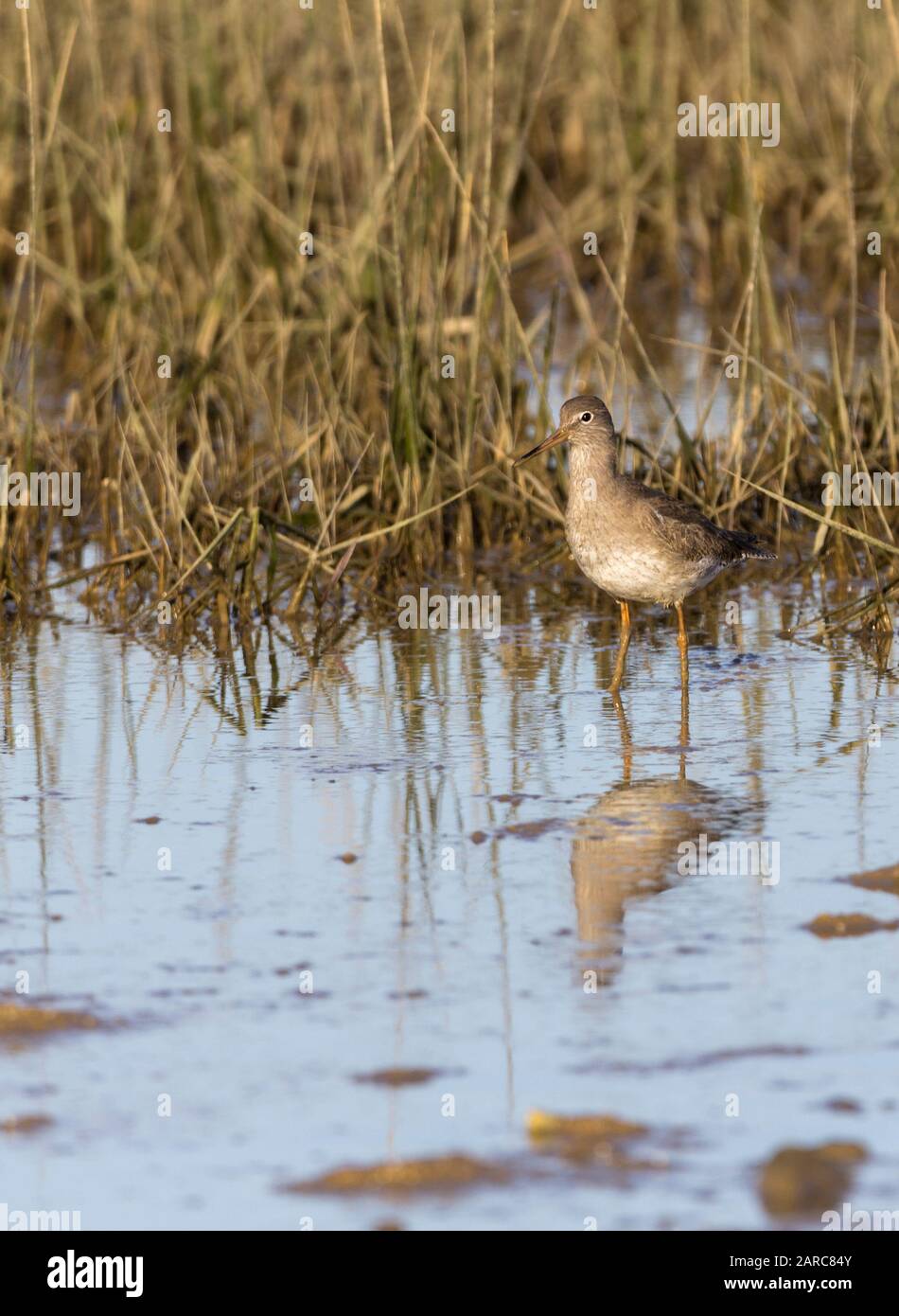 Redshrank Tringa totanus Wader mit langer roter schwarzer Rechnung und langen roten Beinen und Füßen. Graubraunes Gefiederchen über blassem unten mit Streifen und Widerrist Stockfoto