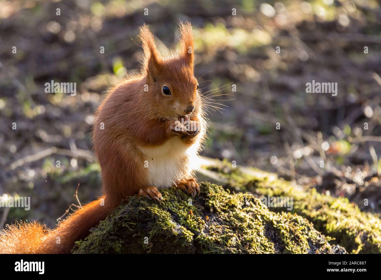 Rothörnchen Sciurus vulgaris heimische britische Arten mit orangefarbenem rotem Fell und getufteten Ohren. Großer buschiger Schwanz weiß auf der Unterseite und um Nase und Kinn. Stockfoto