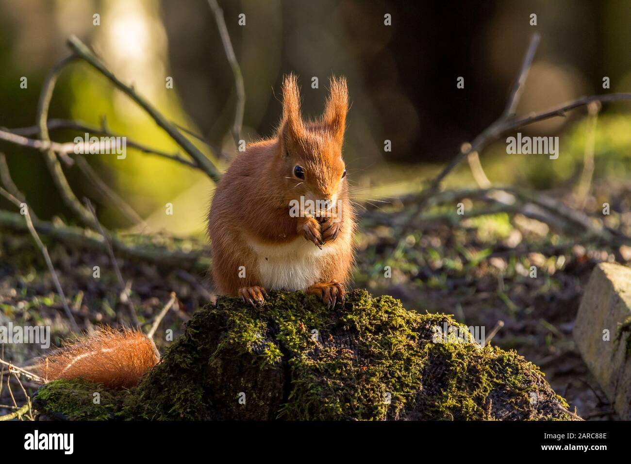 Rothörnchen Sciurus vulgaris heimische britische Arten mit orangefarbenem rotem Fell und getufteten Ohren. Großer buschiger Schwanz weiß auf der Unterseite und um Nase und Kinn. Stockfoto