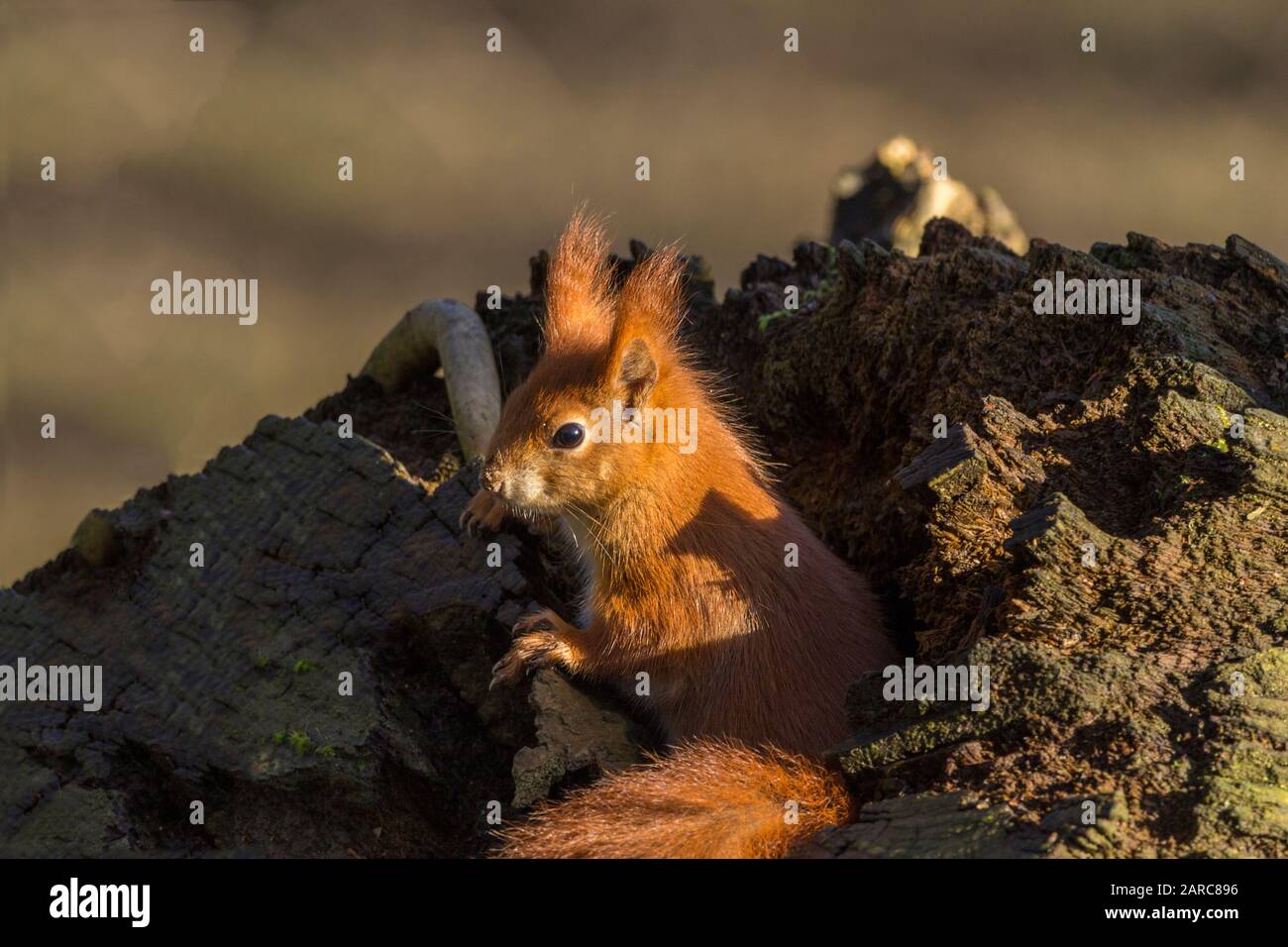 Rothörnchen Sciurus vulgaris heimische britische Arten mit orangefarbenem rotem Fell und getufteten Ohren. Großer buschiger Schwanz weiß auf der Unterseite und um Nase und Kinn. Stockfoto