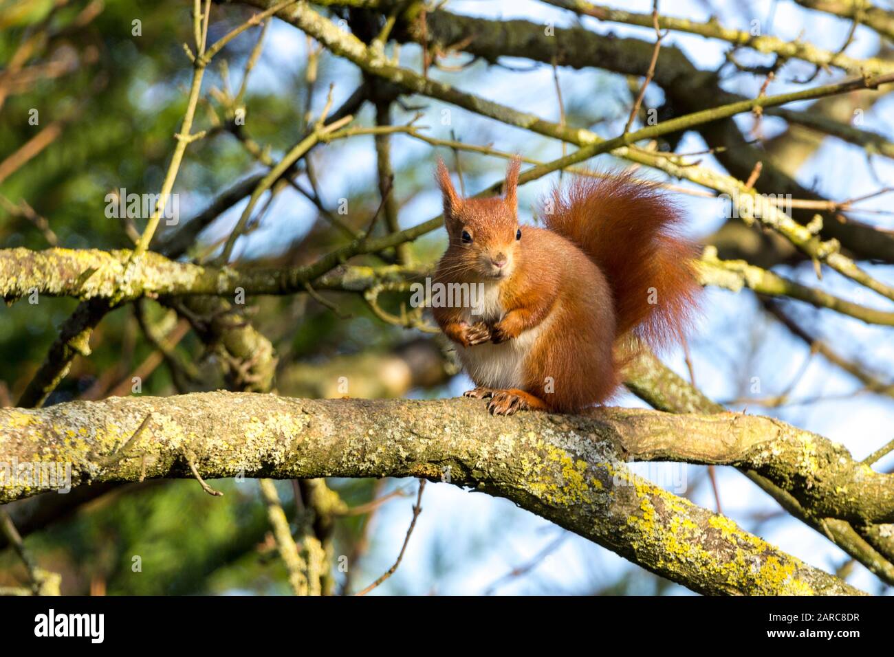 Rothörnchen Sciurus vulgaris heimische britische Arten mit orangefarbenem rotem Fell und getufteten Ohren. Großer buschiger Schwanz weiß auf der Unterseite und um Nase und Kinn. Stockfoto