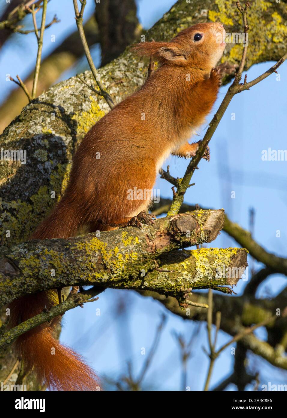 Rothörnchen Sciurus vulgaris heimische britische Arten mit orangefarbenem rotem Fell und getufteten Ohren. Großer buschiger Schwanz weiß auf der Unterseite und um Nase und Kinn. Stockfoto