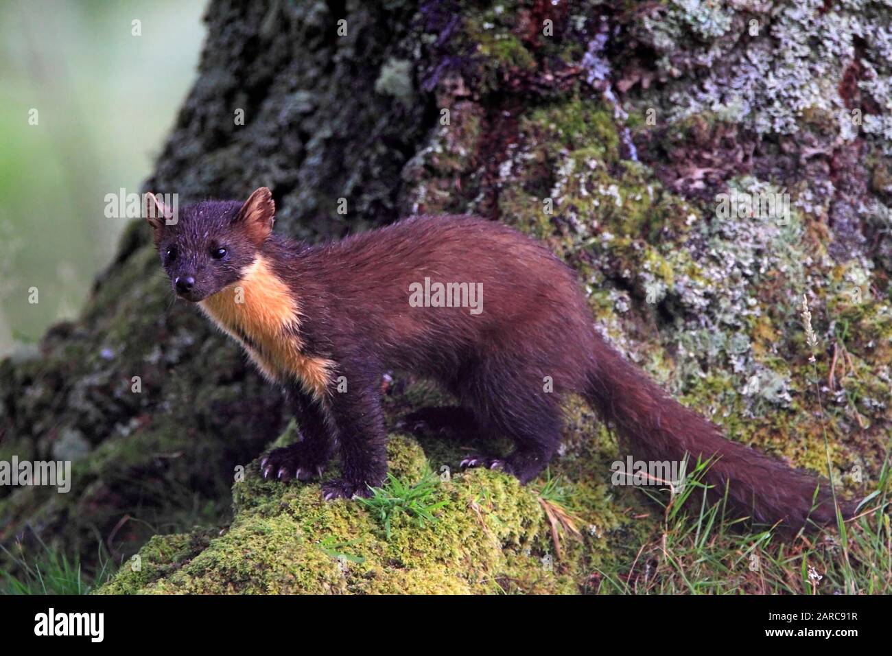 Marder, Schottland, UK. Stockfoto