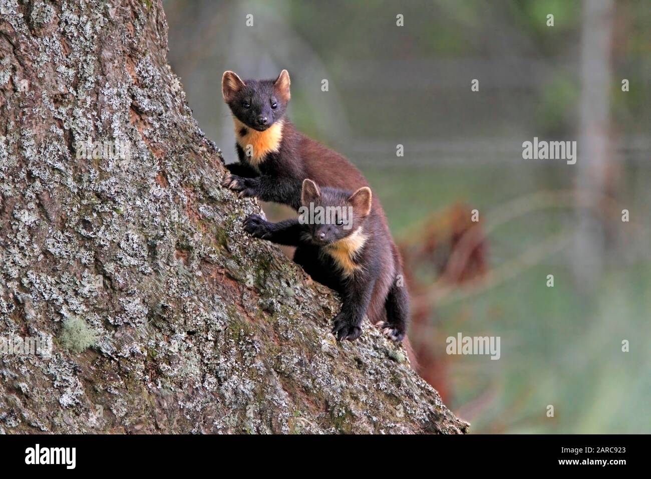 Marder, Schottland, UK. Stockfoto