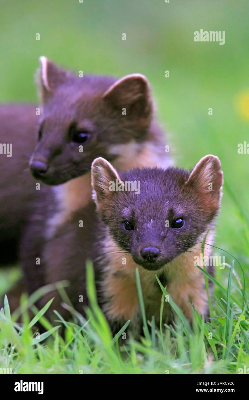 Marder, Schottland, UK. Stockfoto