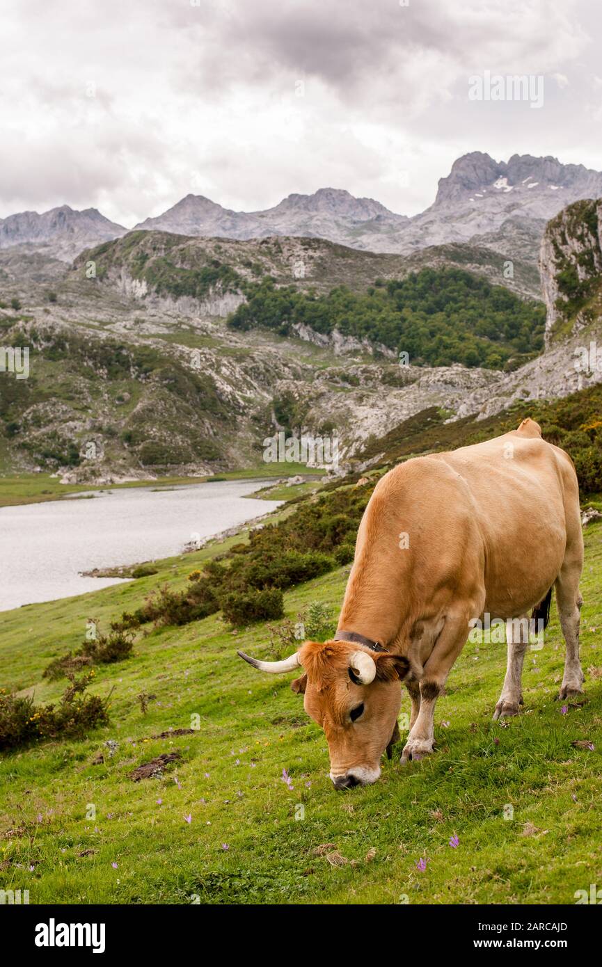 Braune Kuh, die auf einem schönen grünen Rasen im Hochland von Asturien mit malerischem Blick auf die Berge weidet Stockfoto