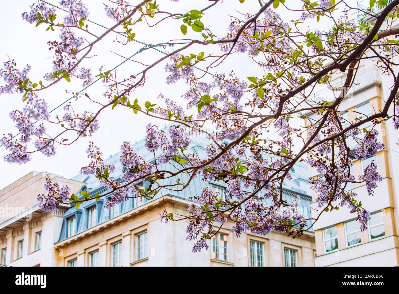 Blühender lilafarbener Fliesenbaum an der Stadtstraße Stockfoto