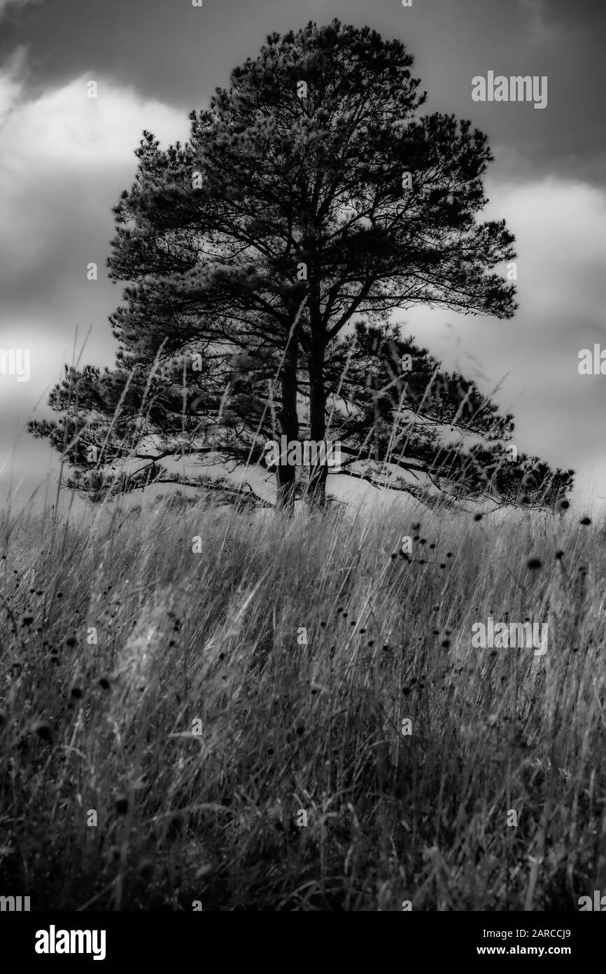 Ein einsamer Baum steigt durch das hohe Gras in einen dramatischen Himmel in Tahlaquah, Oklahoma 2020 auf Stockfoto