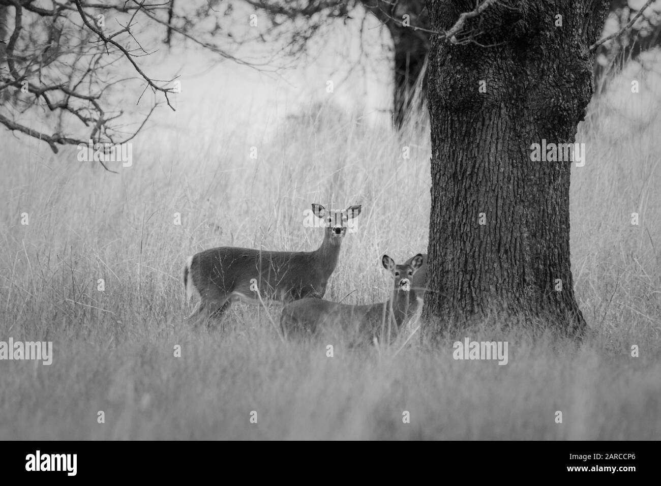 Eine Familie von neugierigen White Tailed Deer entlang einer Straße in Oklahoma 2020 Stockfoto