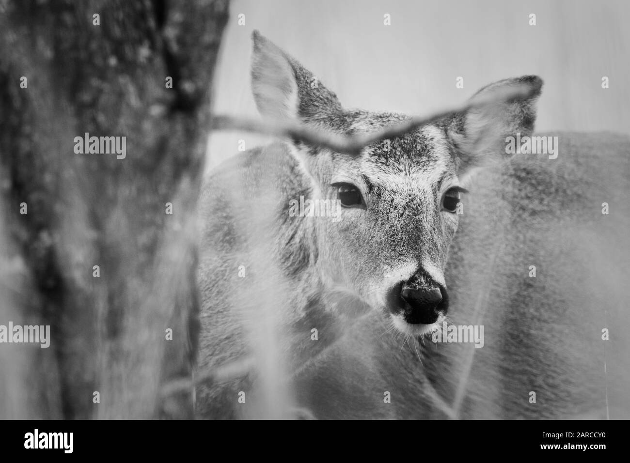 Eine Familie von neugierigen White Tailed Deer entlang einer Straße in Oklahoma 2020 Stockfoto