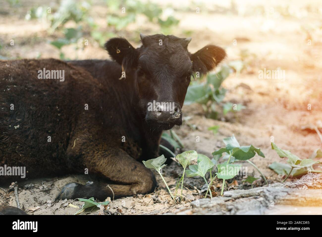 Eine nette und lustige Kuh steckt seine Zunge in ihre Nase. das Kalb, das er seine Zunge in der Weide fest. Stockfoto