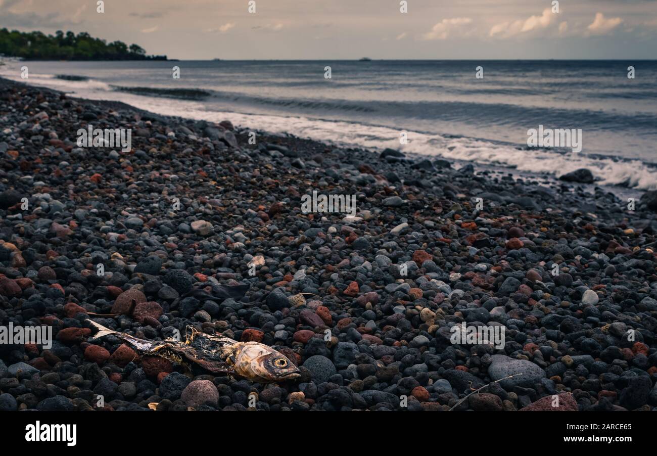 Weitwinkelaufnahme von toten Fischen am Lavasteinstrand in Bali, Indonesien Stockfoto