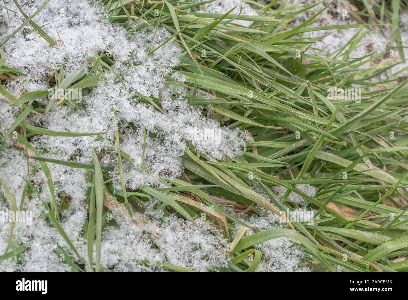 Erste leichte Stäubung des Winterschnees von Grasblättern in Cornwall, Großbritannien. Stockfoto