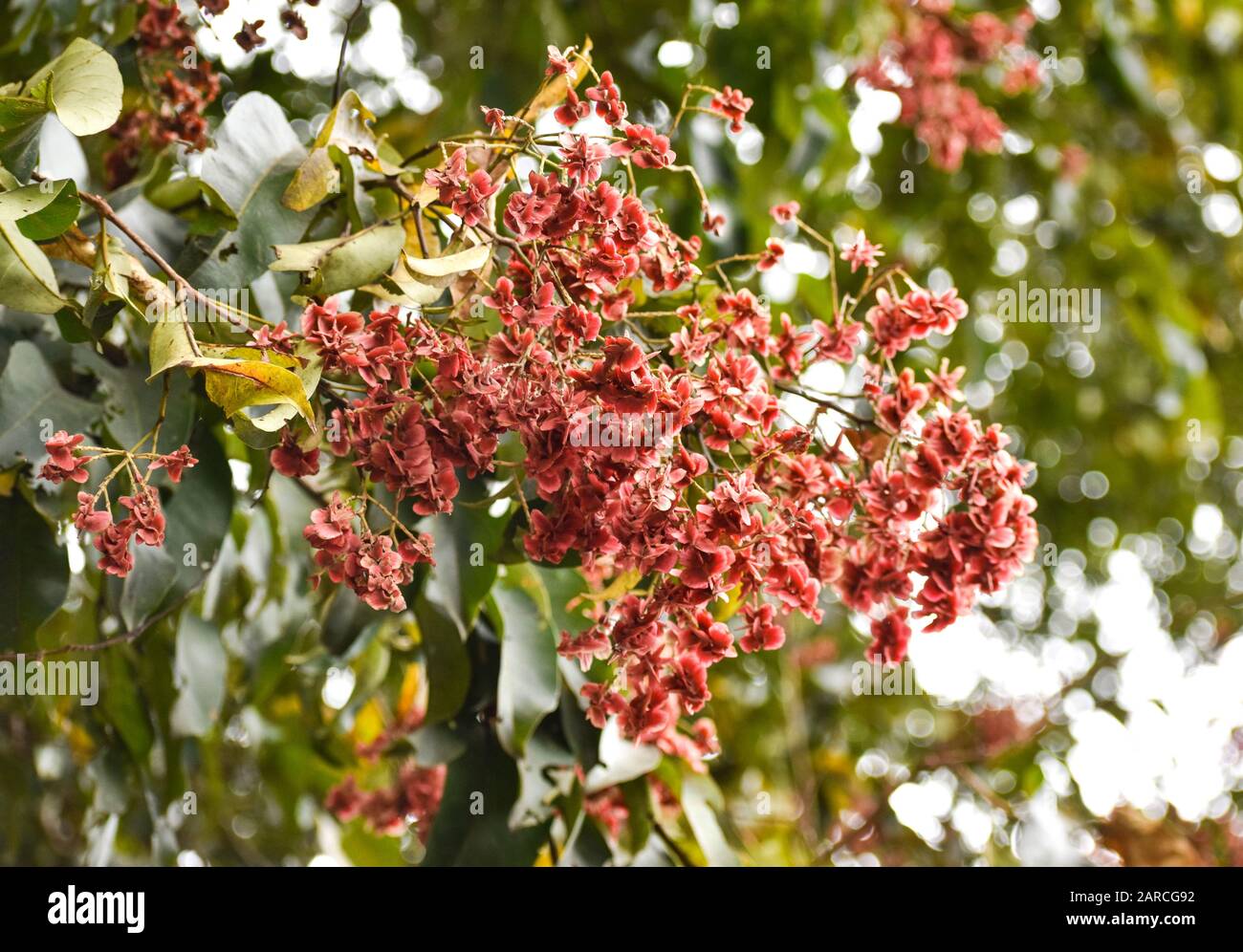 Firethorn-Baum, Pyracantha, grüne Blätter und rote Blumen Stockfoto