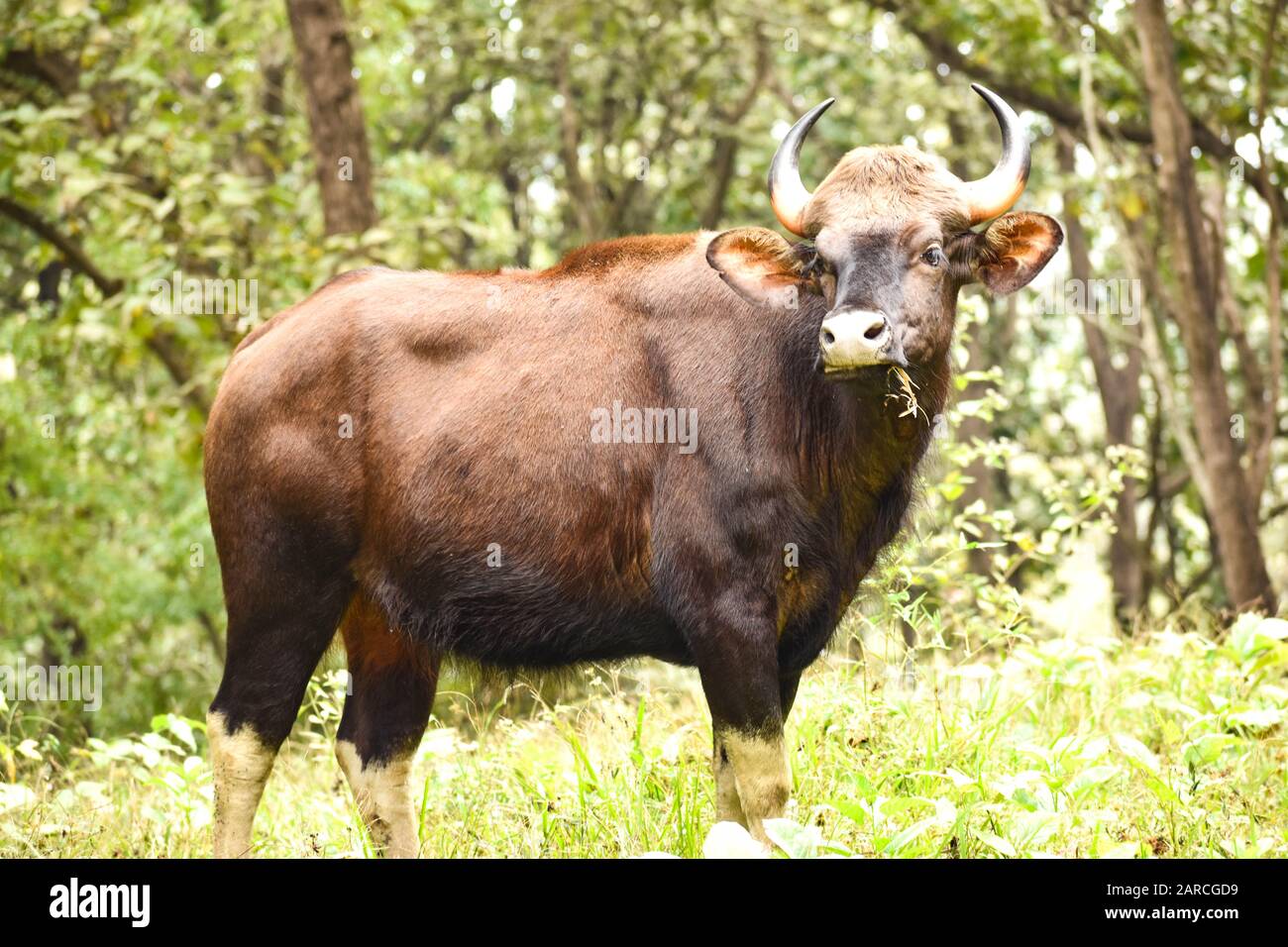 Der majestätische indische Bison, die größte Wildkuh der Welt im indischen Gaur Stockfoto
